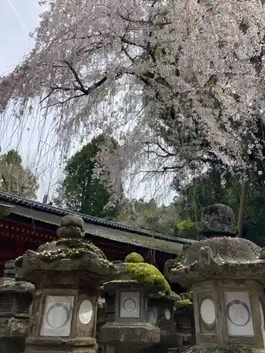 春日大社(奈良県)