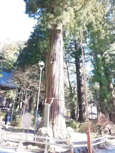 河口浅間神社の自然