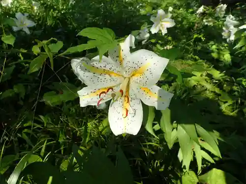 白狐山光星寺の自然