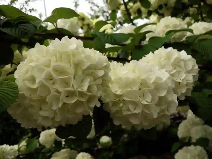 甲斐奈神社の自然