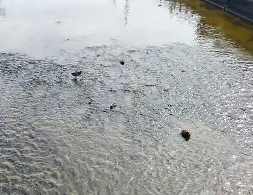 三津厳島神社の動物