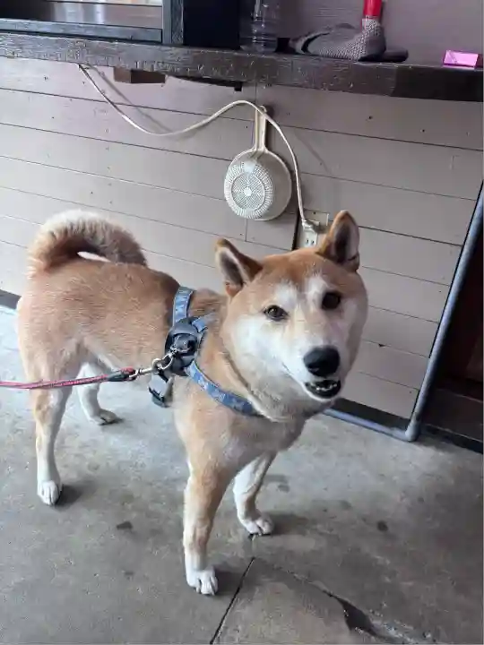 香取神宮(千葉県)