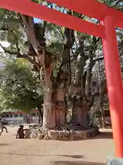 長田神社の自然