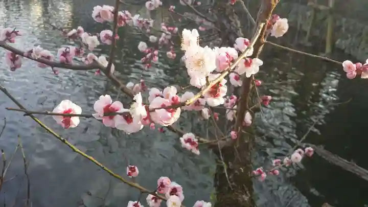 三嶋大社の自然