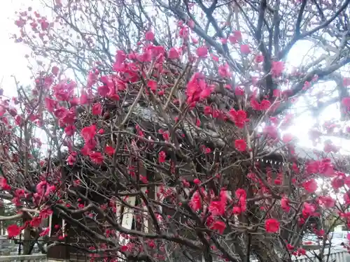 本覚寺の庭園