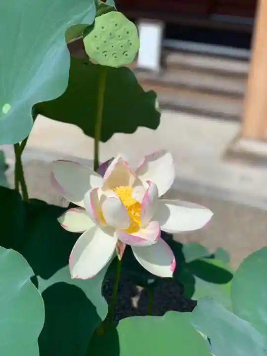 上行寺(静岡県)