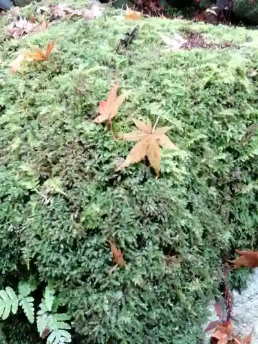 五所駒瀧神社の自然