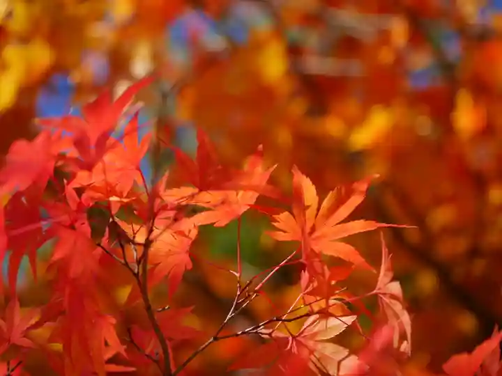 極楽山 浄土寺の自然