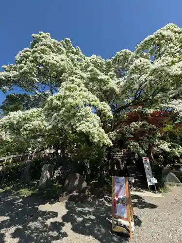 深大寺(東京都)