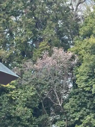 櫻木神社(千葉県)