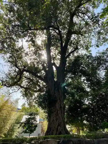 師岡熊野神社の自然