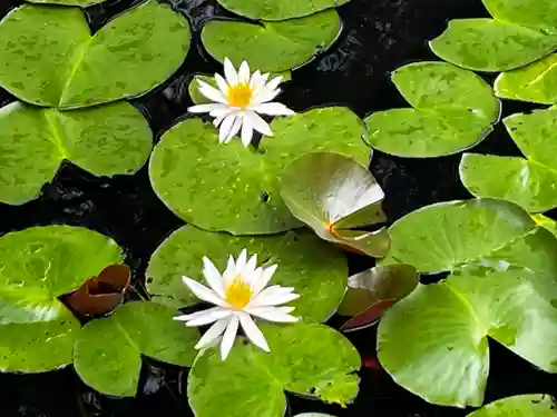 高野山金剛峯寺(和歌山県)