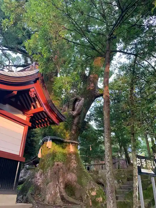 鹿児島神宮の自然