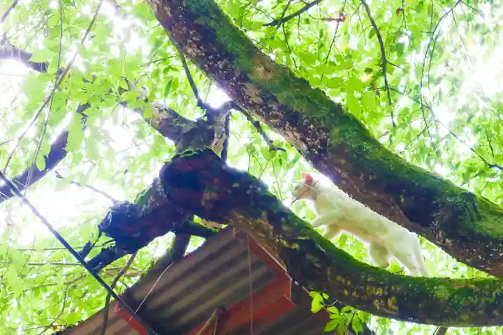 伊佐須美神社の自然