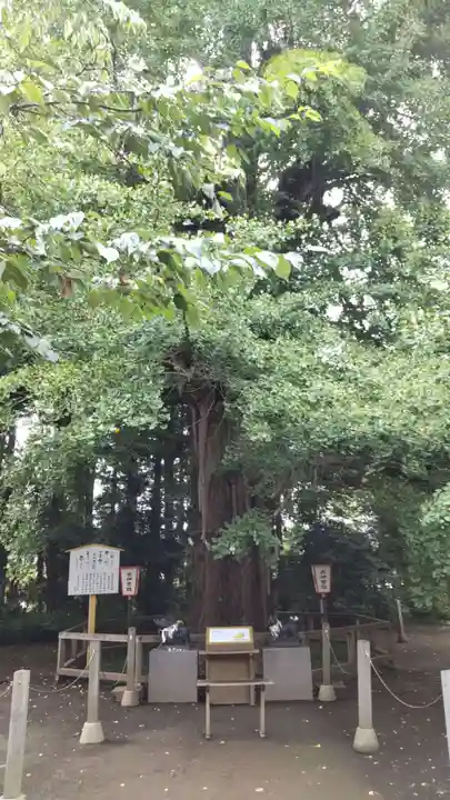 水戸八幡宮の自然