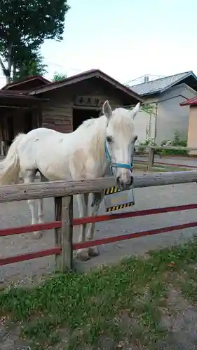 小室浅間神社の動物