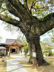 新北神社の自然