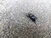 若宮神社(京都府)