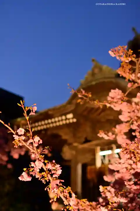 桜神宮(東京都)