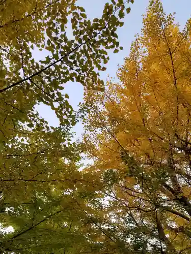 高木神社の自然