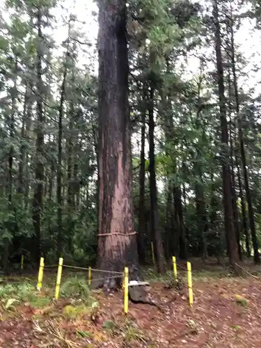 小被神社の自然