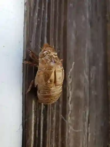 牛嶋天満宮の動物