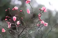 開成山大神宮の自然