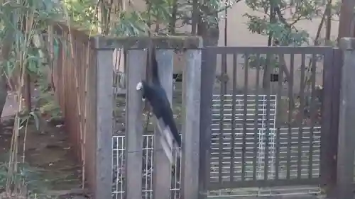 井草八幡宮の動物