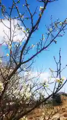 尾張大國霊神社（国府宮）の自然