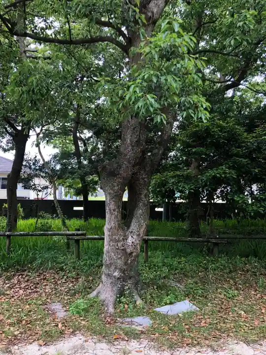 日和佐八幡神社の自然