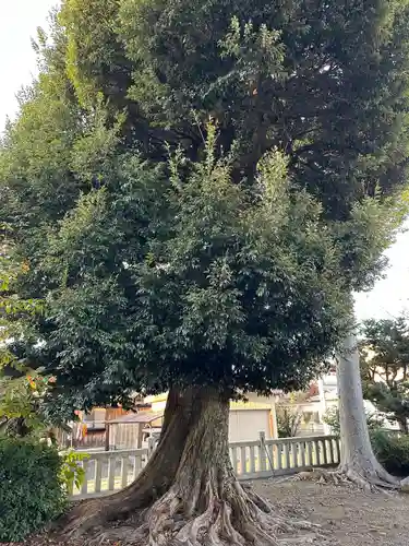 乃伎多神社（高月町東物部）(滋賀県)