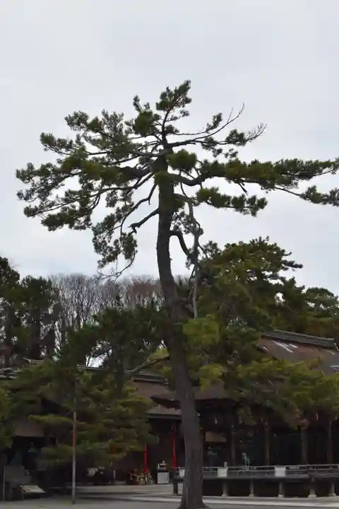 長浜八幡宮の自然