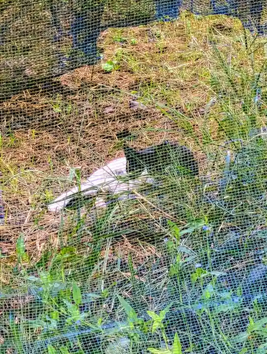 七百餘所神社 の動物