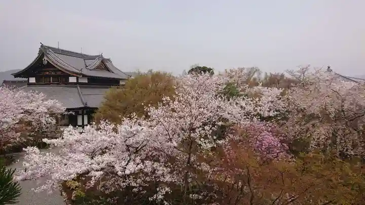 将軍塚青龍殿(青蓮院門跡)の自然