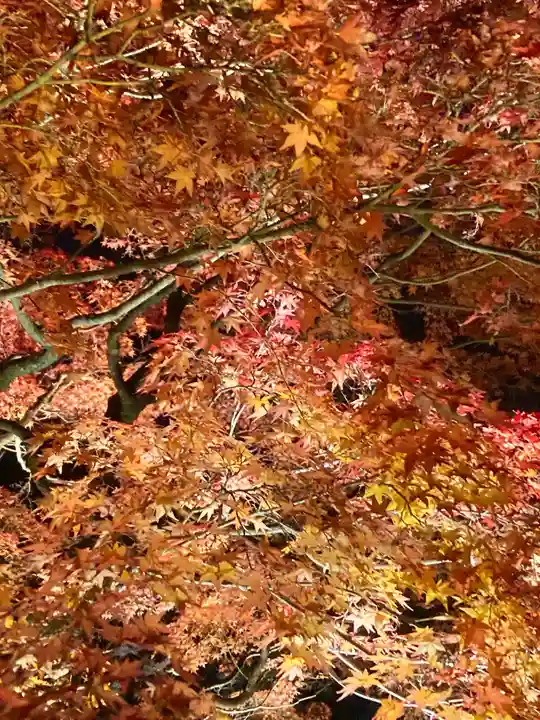 知恩院(京都府)