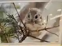 ねぃねぃさんのプロフィール画像
