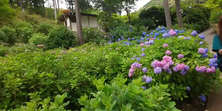 三室戸寺の庭園