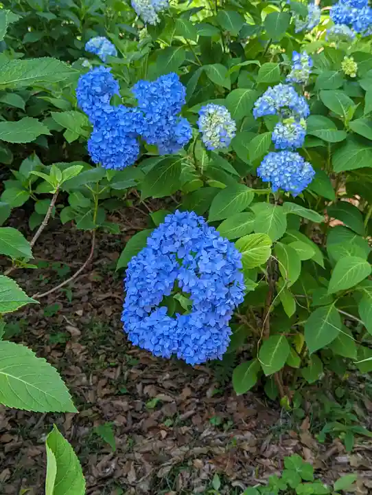 藤森神社(京都府)
