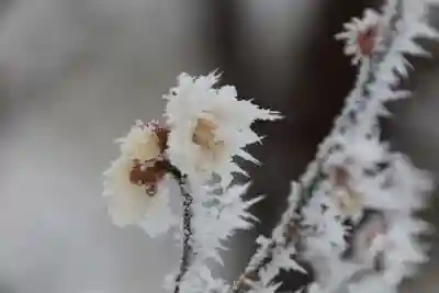 宮下天満宮の自然