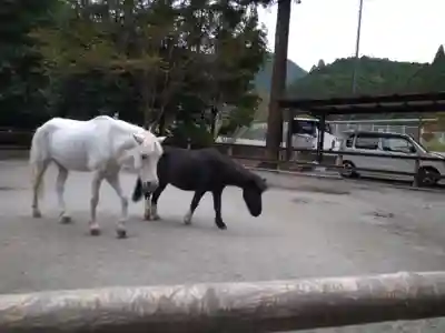 丹生川上神社（下社）の動物