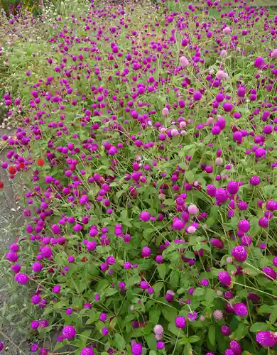 高瀧神社(千葉県)