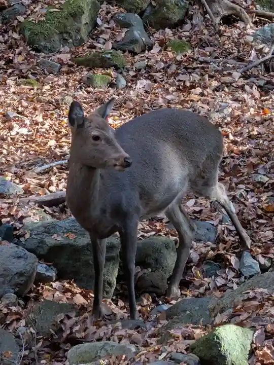大山寺(神奈川県)