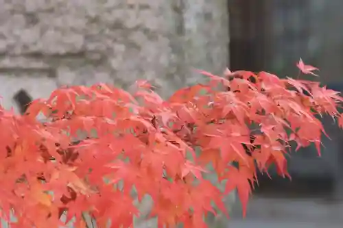 今宮神社の自然