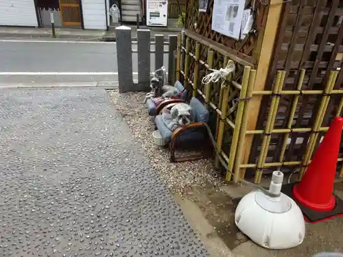 菊名神社の動物