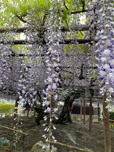 太巌寺（ふじの寺）の自然