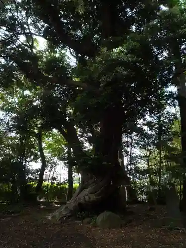 大井香取神社の自然