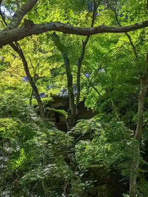 勝持寺（花の寺）の自然
