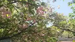 平野神社の自然