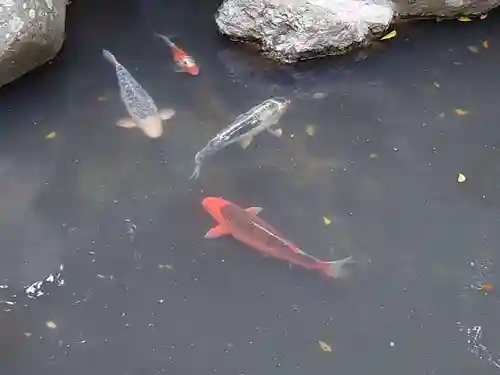 高來神社の動物