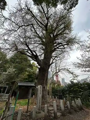 芝東照宮の自然